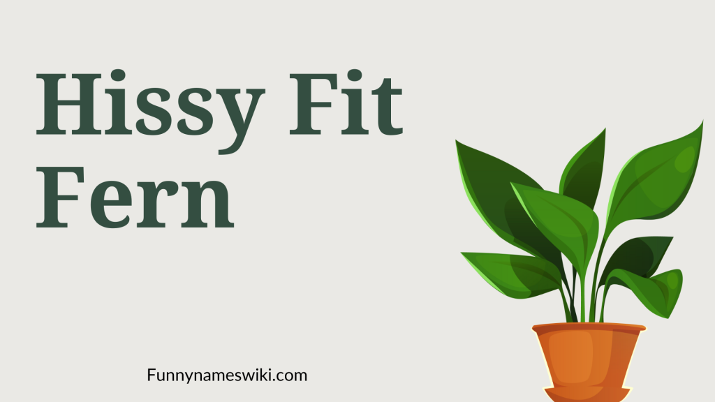 Hissy Fit Fern