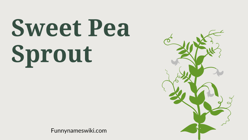 Sweet Pea Sprout