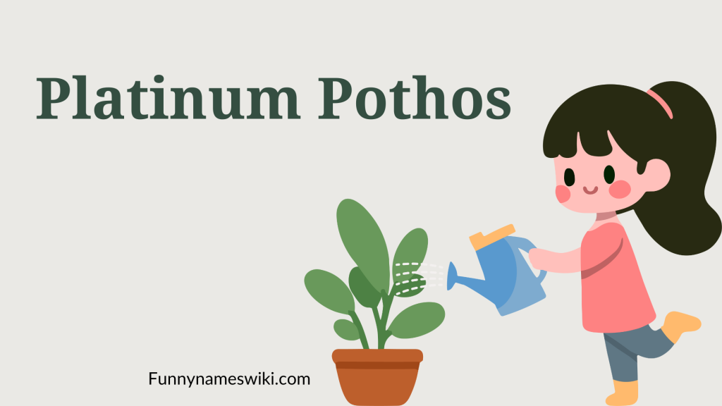Platinum Pothos